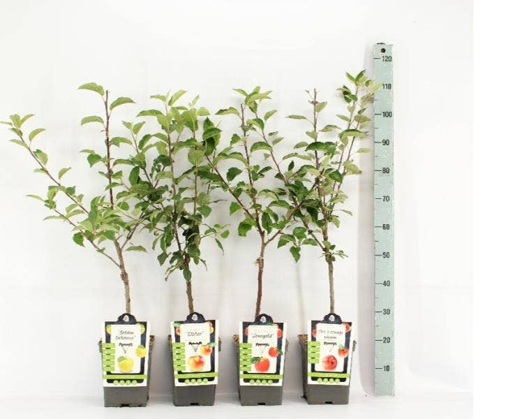 Fruit Patio trees