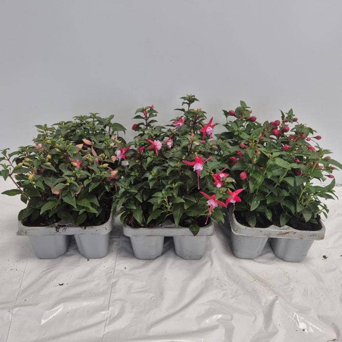 Fuchsia 6-pack