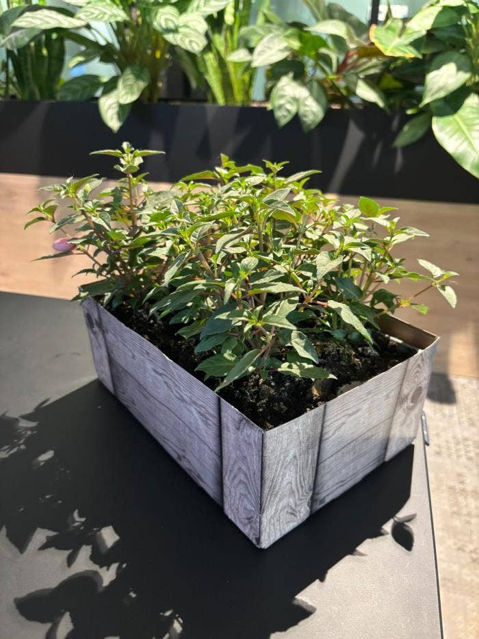 Fuchsia 6-pack