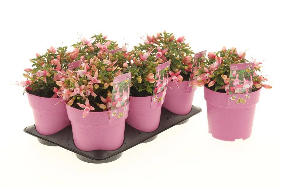 Fuchsia 'Bella Lisa'