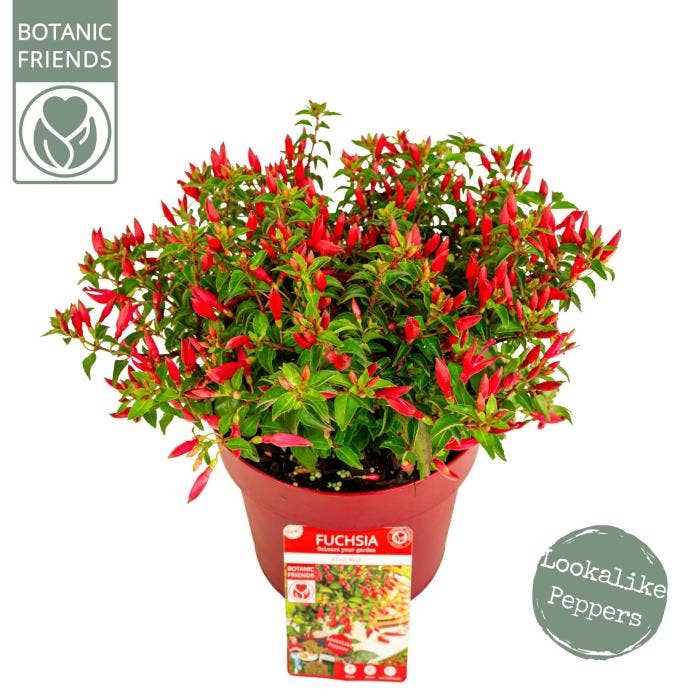 Fuchsia 'Chilli Red'