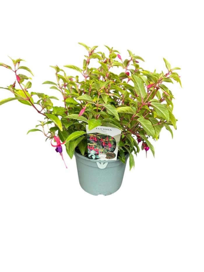 Fuchsia Genii