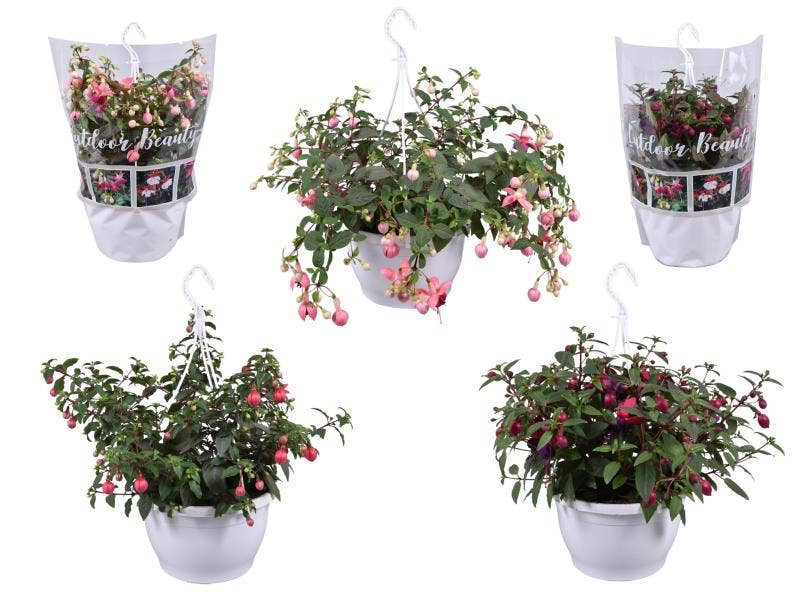 Fuchsia hanging