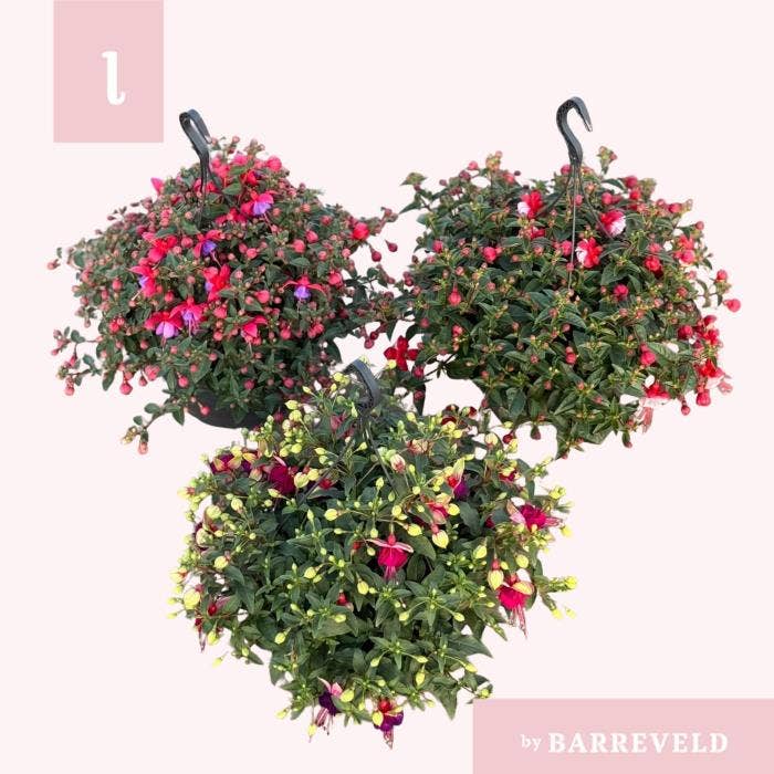 Fuchsia hanging