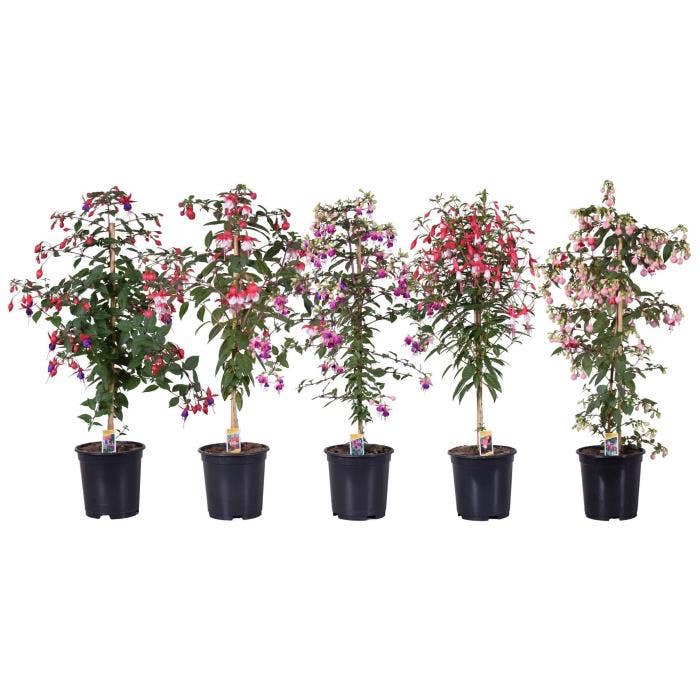 Fuchsia on stem
