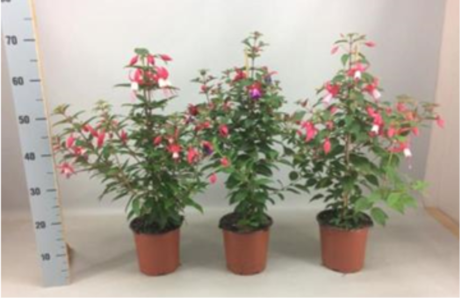 Fuchsia Pyramide