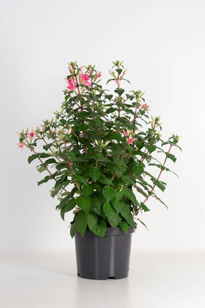Fuchsia Walz Jubelteen