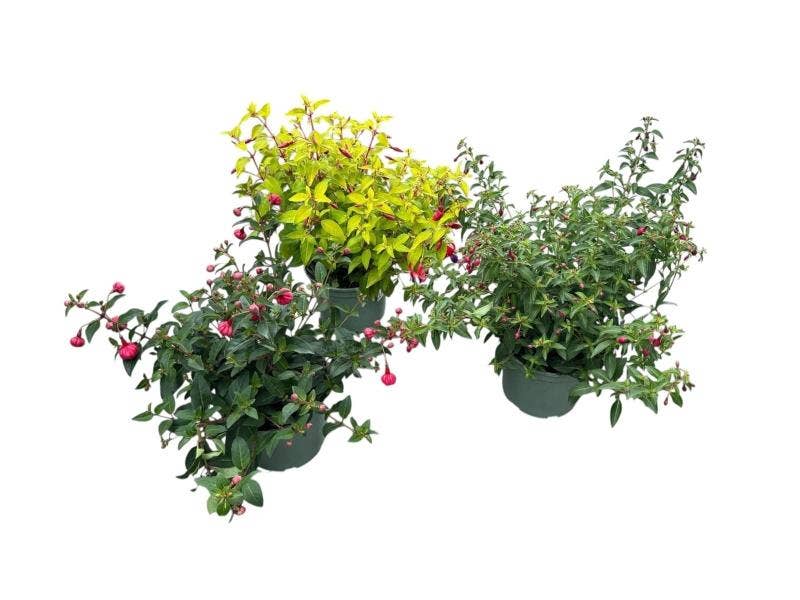 Fuchsia Winterhardy