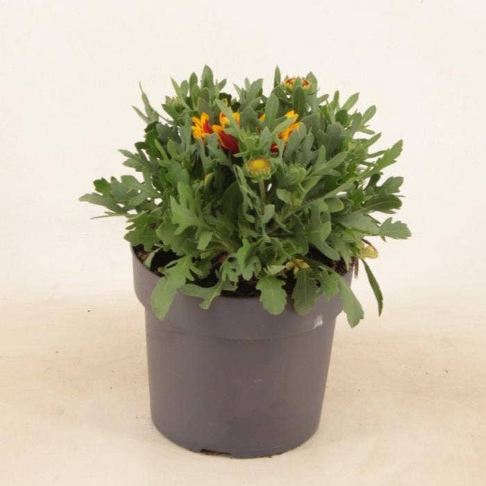 Gaillardia 'Spin Top Orange Halo'
