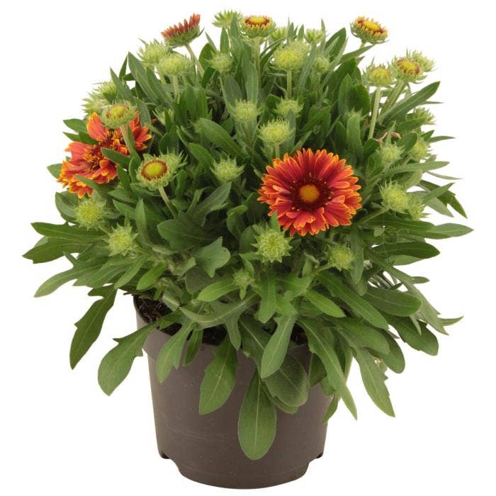 Gaillardia 'Spin Top Yellow Touch' 