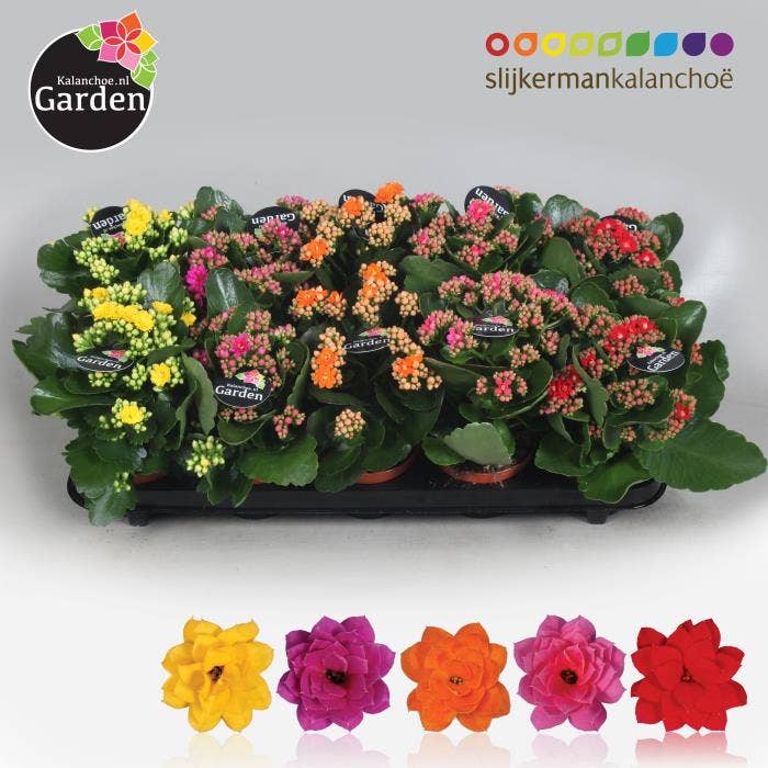 Garden Kalanchoe