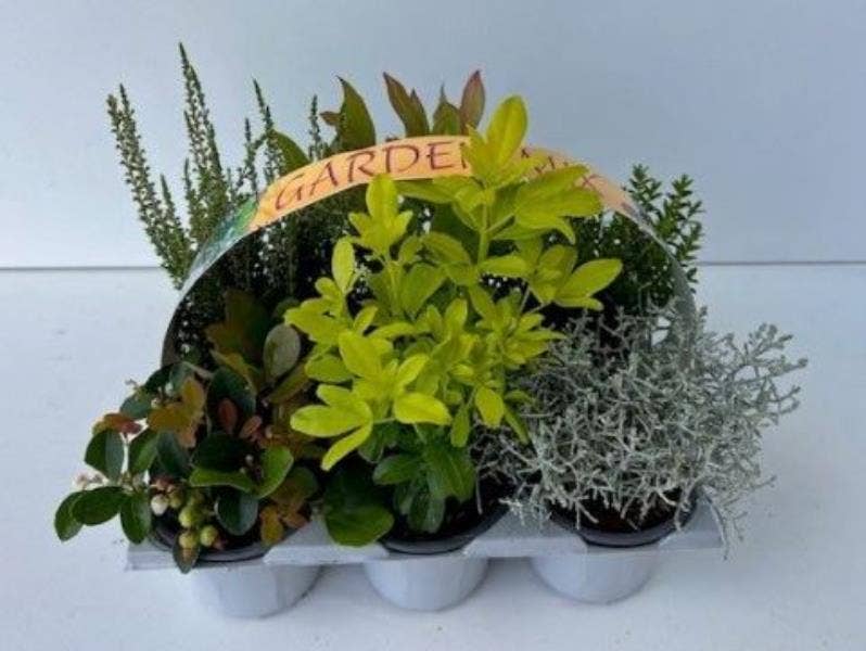 Garden Shrubs 6-pack