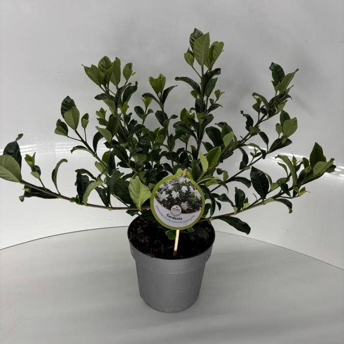 Gardenia jasminoides ' Double Diamonds' 