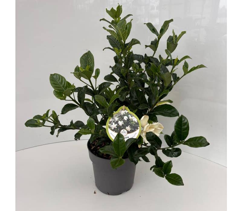 Gardenia jasminoides ' Double Diamonds'