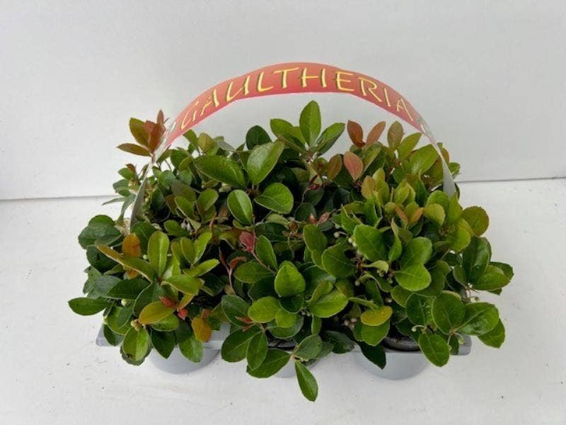 Gaultheria 6-pack