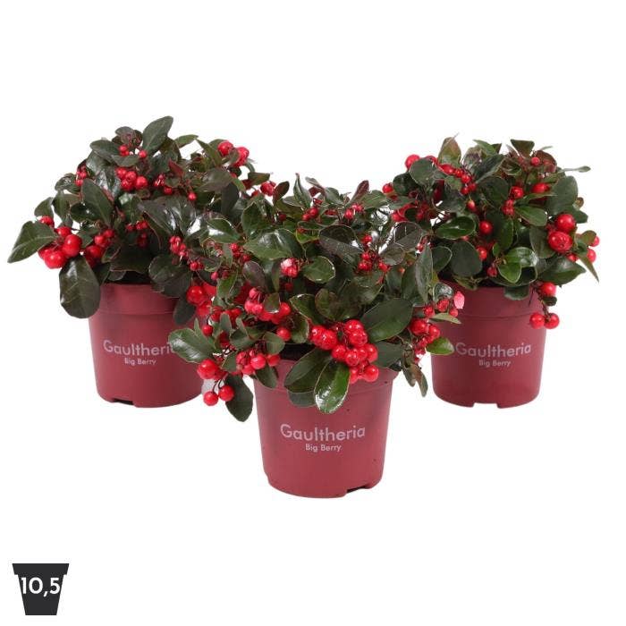 Gaultheria pr. 'Big Berry'