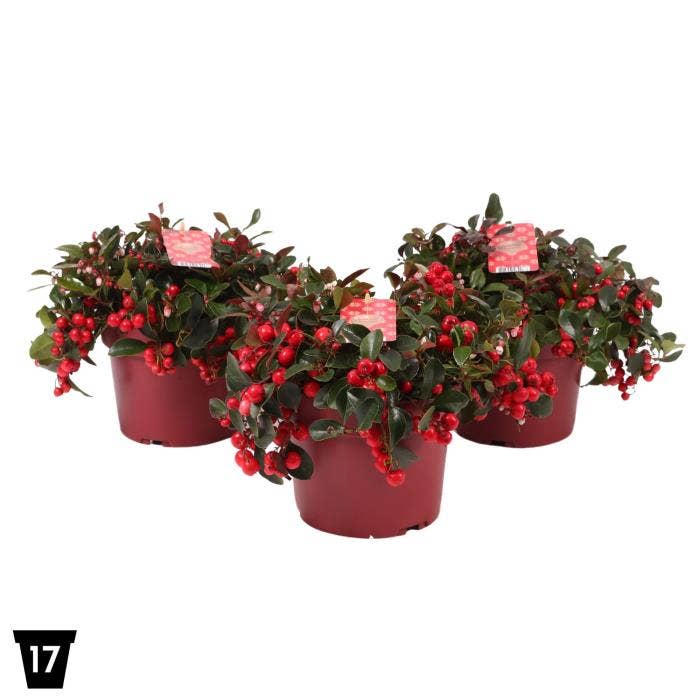 Gaultheria pr. 'Big Berry'