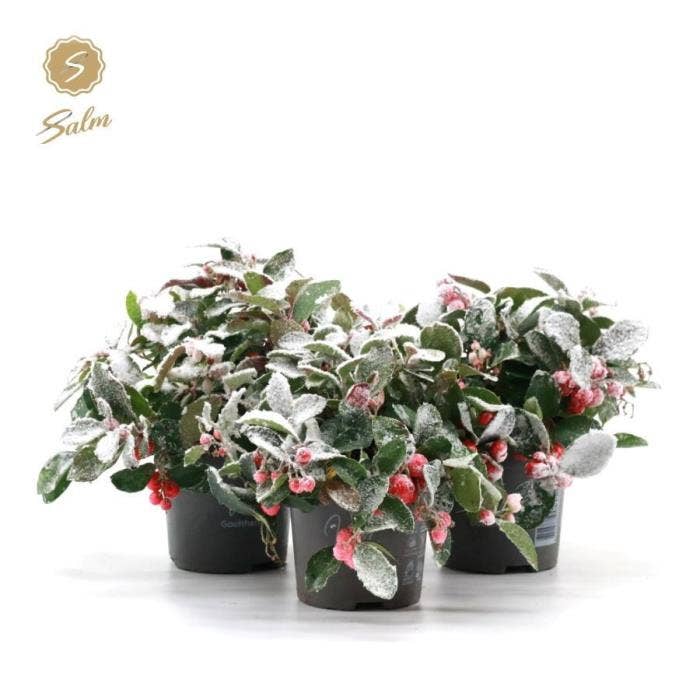 Gaultheria pr. 'Big Berry'® Snow