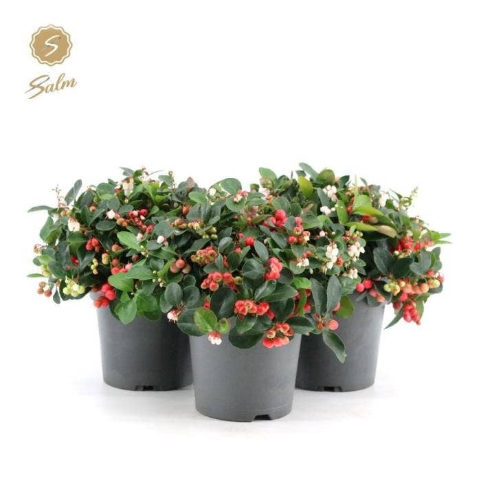 Gaultheria pr. 'Big Berry'® 