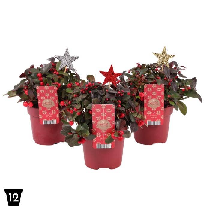 Gaultheria pro. 'Big Berry' glitter star