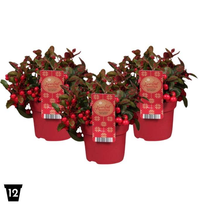 Gaultheria pro. 'Big Berry' glitter