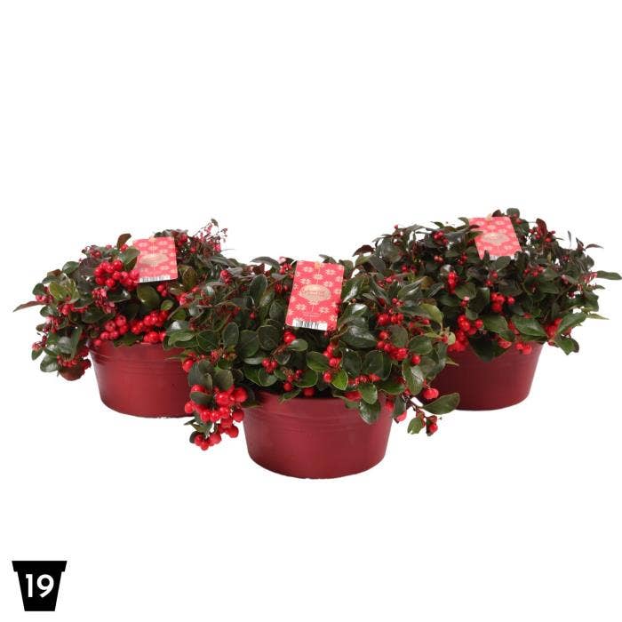 Gaultheria pro. 'Big Berry'