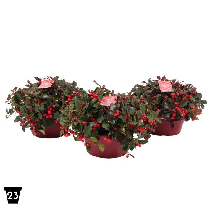 Gaultheria pro. 'Big Berry'