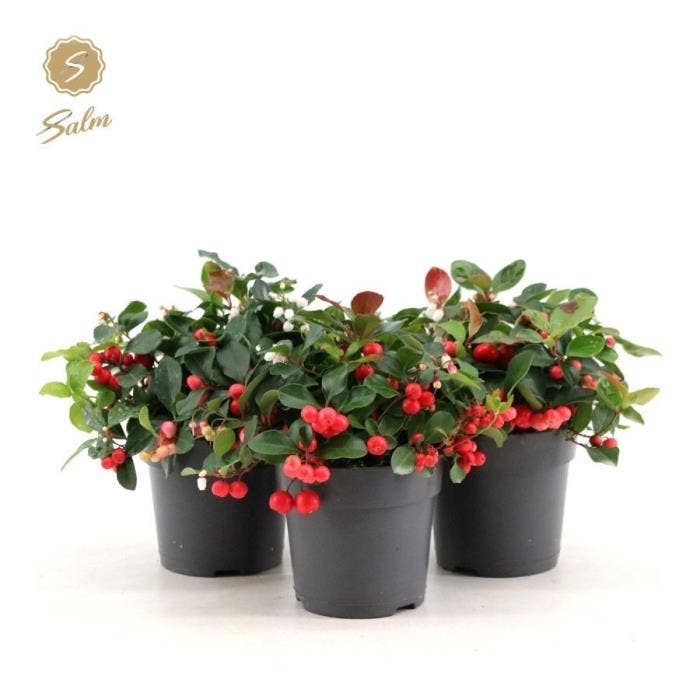 Gaultheria pro. 'Big Berry