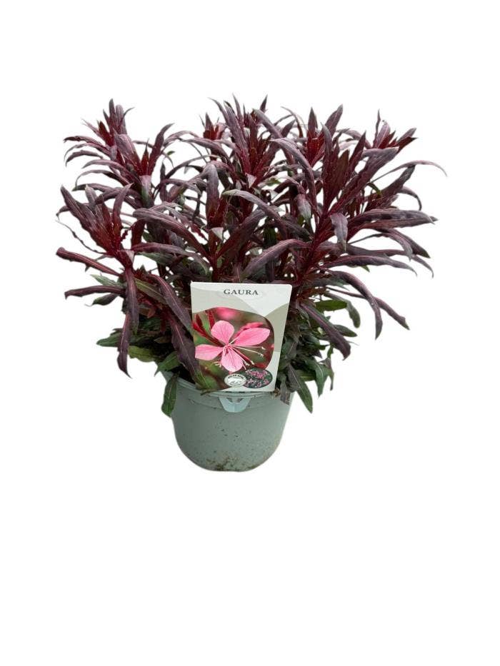 Gaura Lindheimeri 'Pink'
