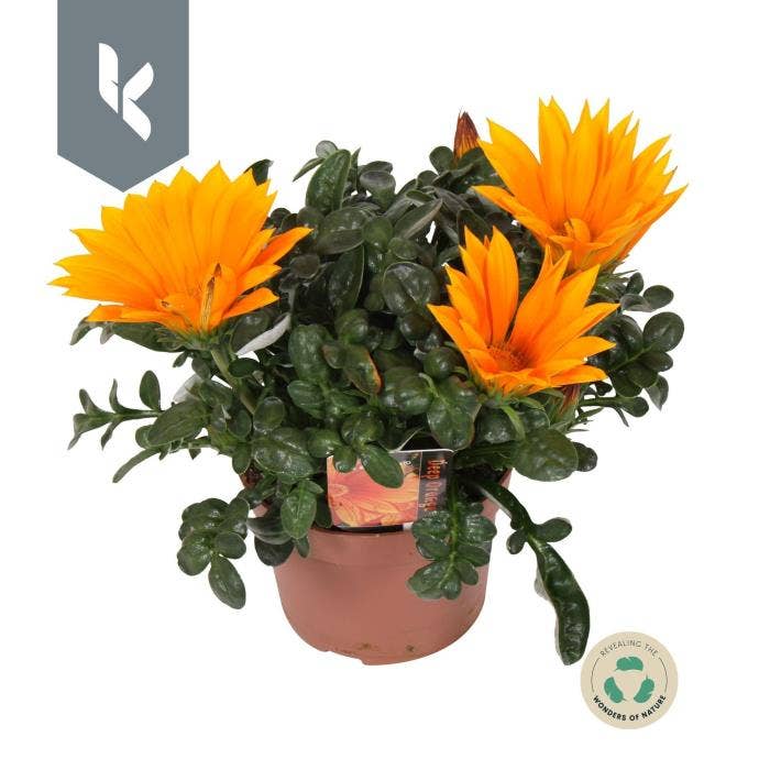 Gazania 'Giant Deep Orange'