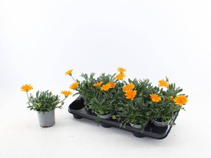 Gazania Jupiter oranje