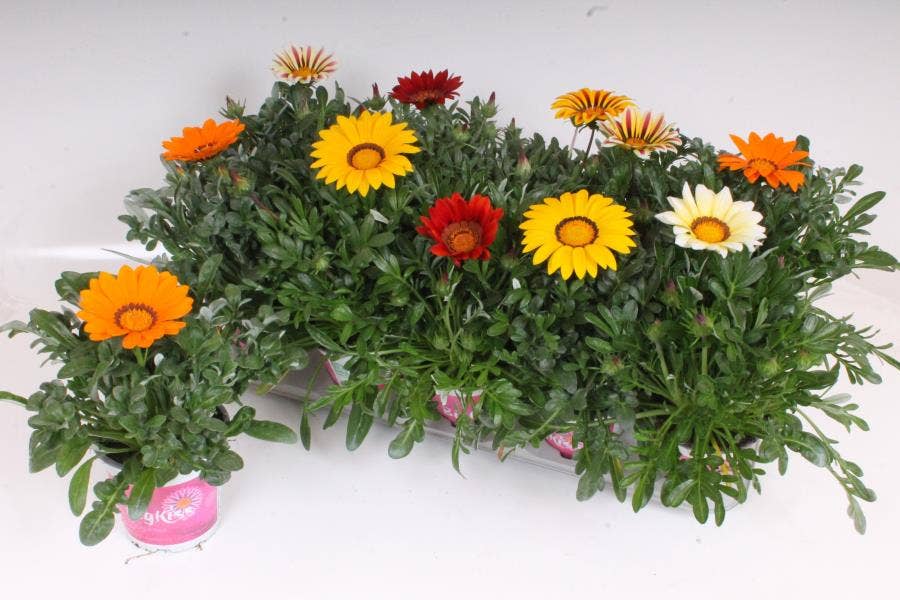 Gazania Rigens BigKiss