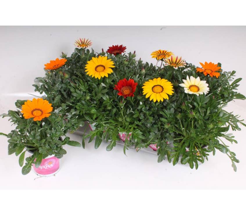 Gazania Rigens BigKiss