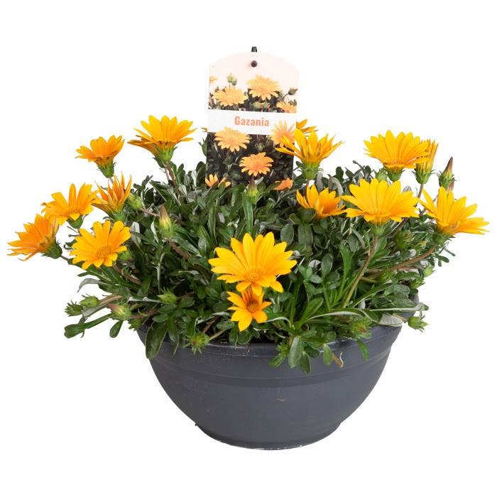 Gazania Splendens Jupiter Orange