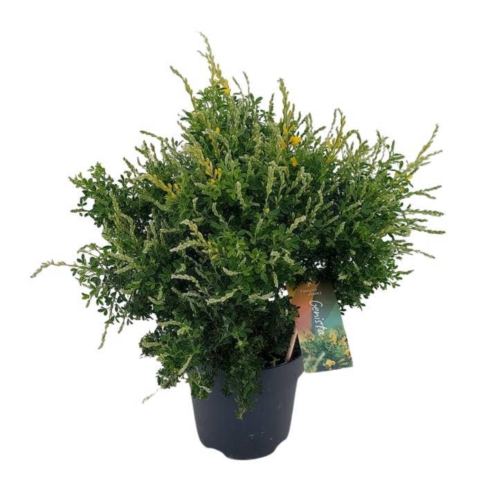 Genista Cytisus