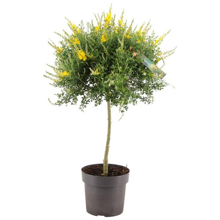 Genista Cytisus