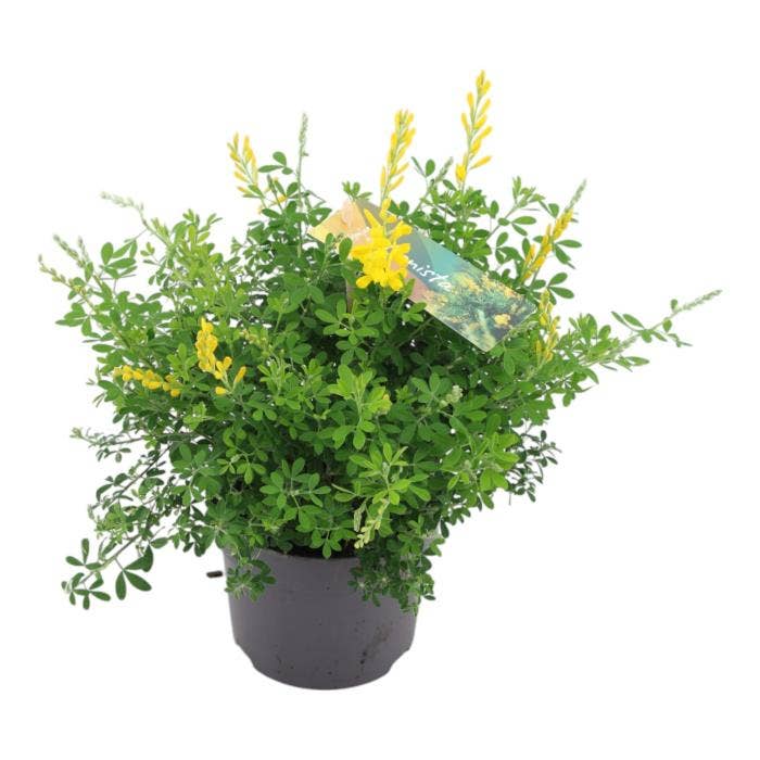 Genista cytisus