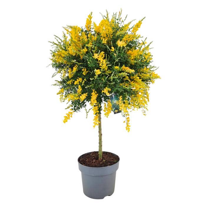 Genista Cytisus