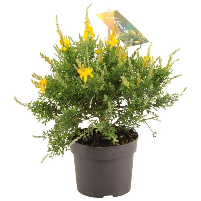 Genista