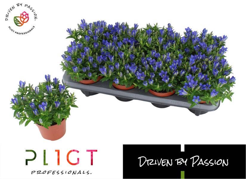 Gentiana scabra 'Easy Blue'
