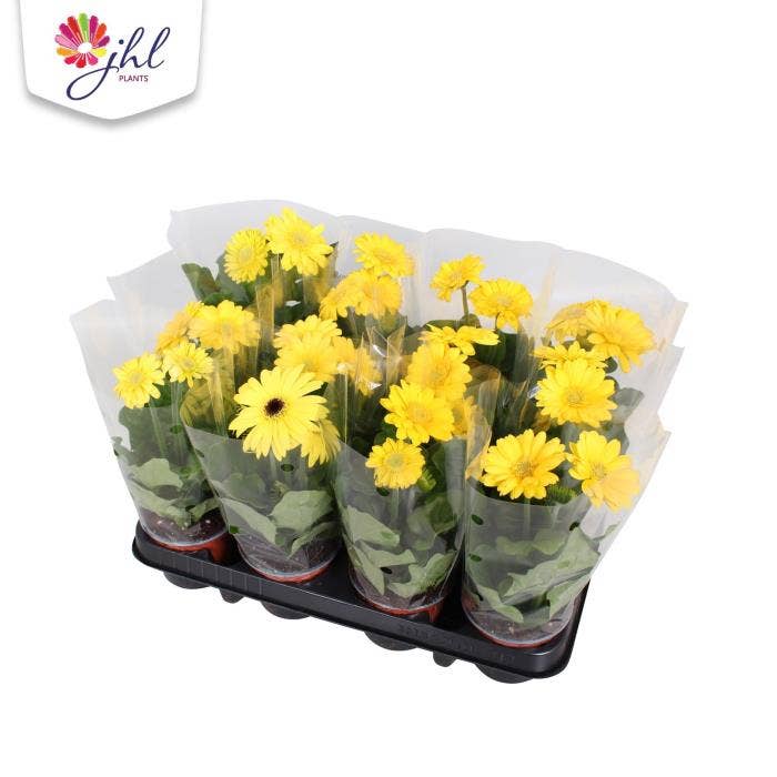 Gerbera outdoor Yellow 