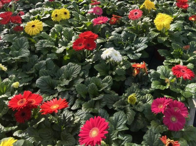 Gerbera outdoor
