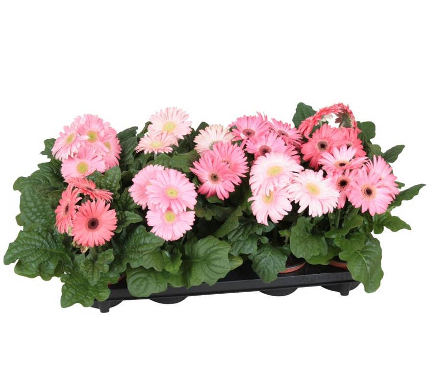 Gerbera pink