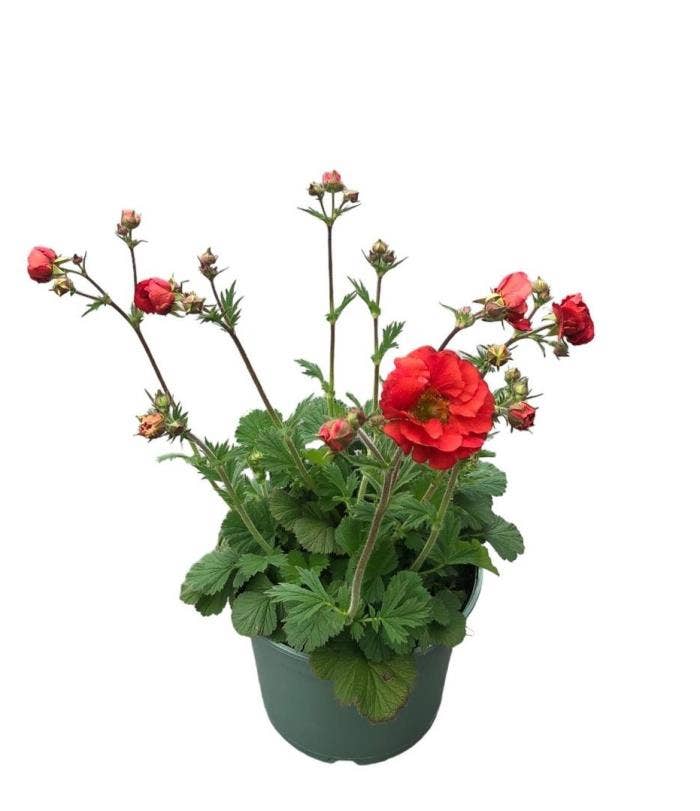 Geum 'Scarlet Tempest'