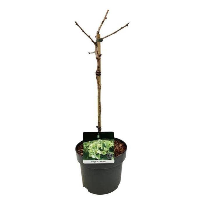 Ginkgo biloba 'Mariken'