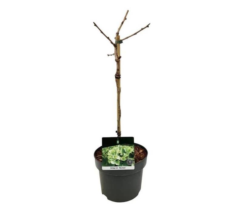 Ginkgo biloba 'Mariken'