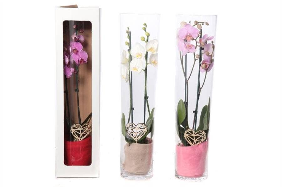 Glas conisch 70 cm Phal mix 2T14+