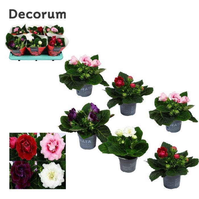 Gloxinia Sonata