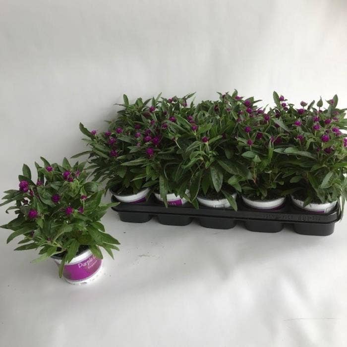 Gomphrena Purple Dots
