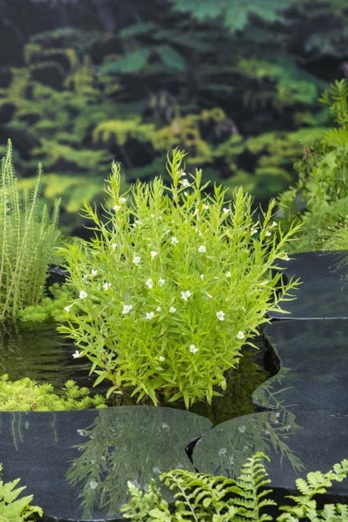 Gratiola officinalis 